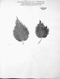 Puccinia urticata image